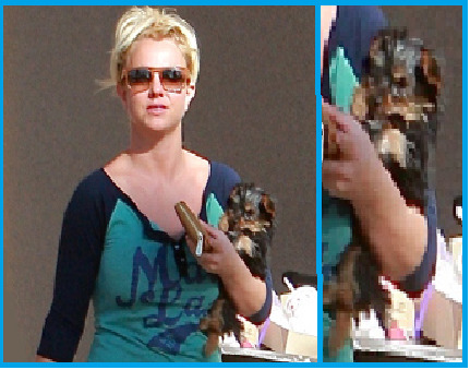 httpradaronline.comexclusives201301britney-spears-dog-hannah-fighting-for-life-in-vet-hospital